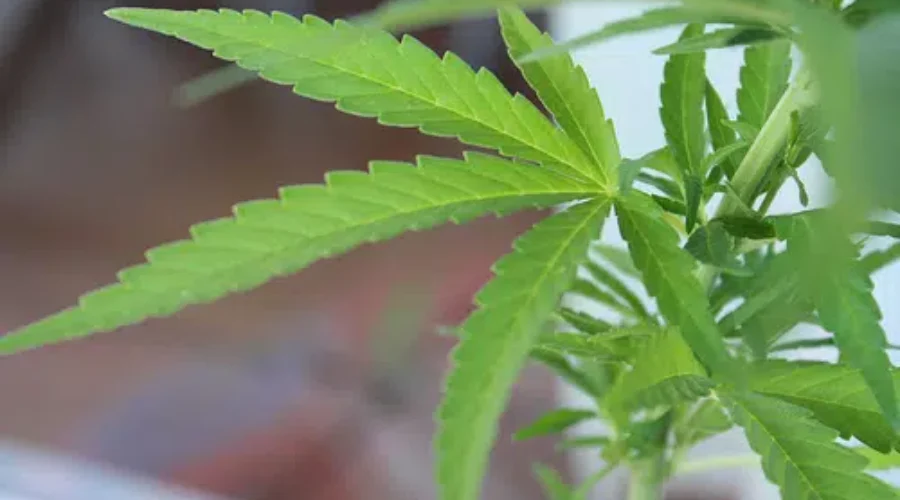 Take A Tour Of A Pot Production Plant