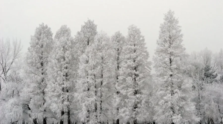 Snowfall Warning In Effect