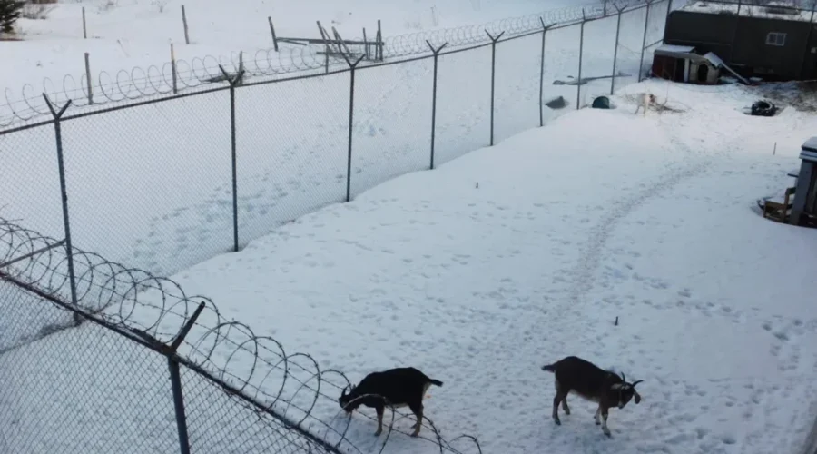 Man Ordered To Appear In Court Over Goat Dispute