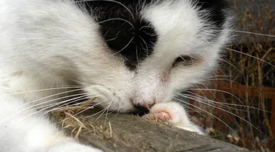 NB Veterinarians To Vote On Issue Of Declawing