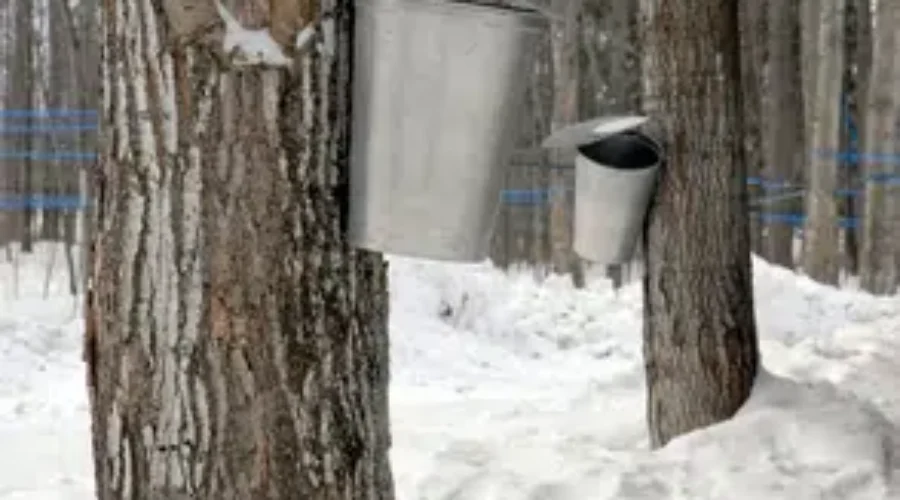 NB Maple Sugar Camps Opening For The Season