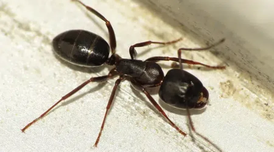 Spring Has Sprung… And So Have The Bugs