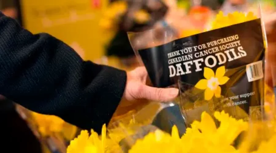 Daffodil Campaign Still Going Strong