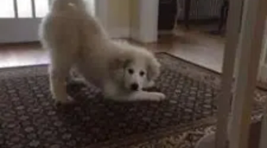 Today is National Dog Farting Awareness Day