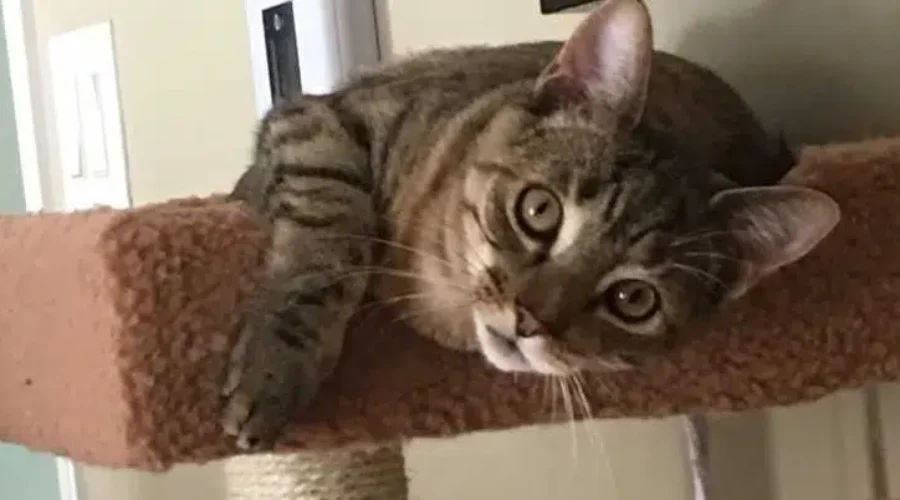 Province Vets Vote To Ban Cat Declawing