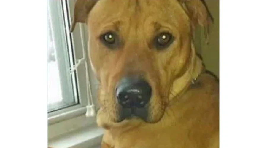 Demanding Justice For Diesel