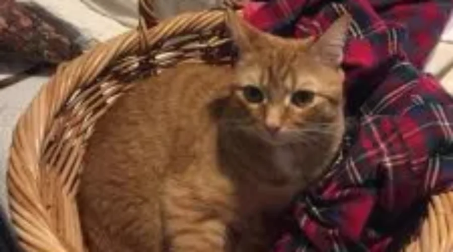 It’s National Adopt A Shelter Pet Day!!