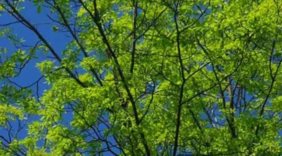 Friends Of Centennial Park Group Hopes To Save The Trees