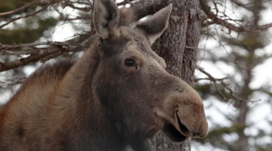 Hunters Get More Chances In Moose Draw