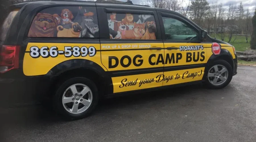 Salisbury Doggy Day Camp And Bus