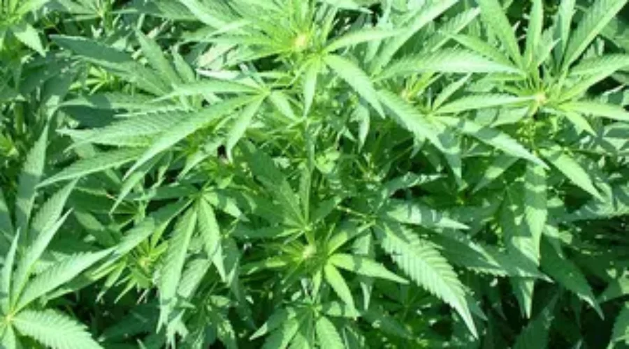 Organigram Invests In Chocolate Production Line