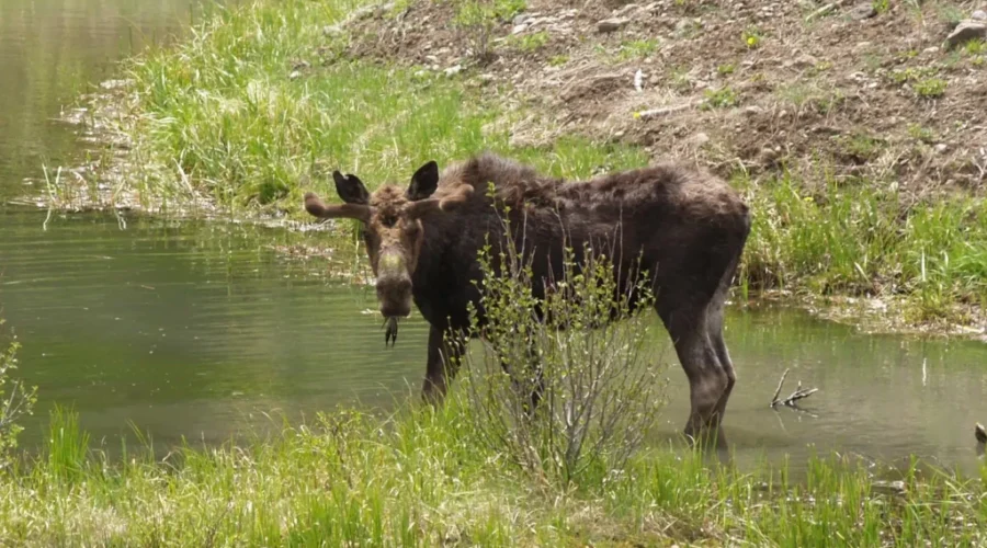 Moose Hunters Apply Now