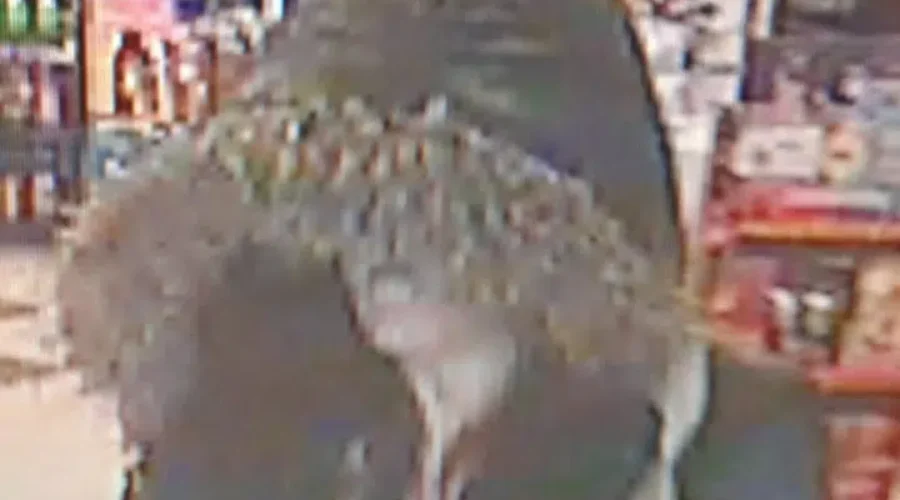 RCMP Investigate Armed Robbery In Moncton