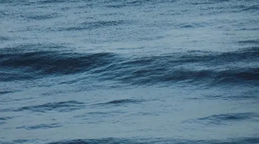 Number Of North Atlantic Right Whale Deaths Rises To Five