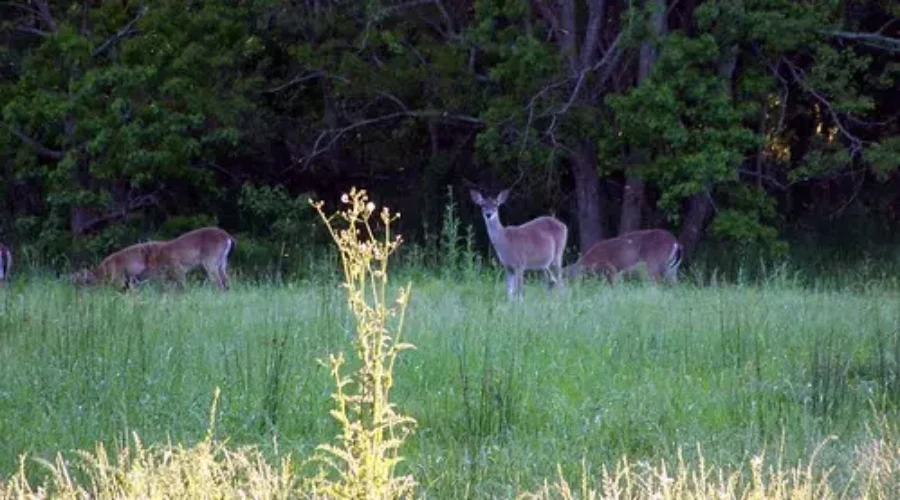 Deer Biologist Says Just Leave The Deer Alone