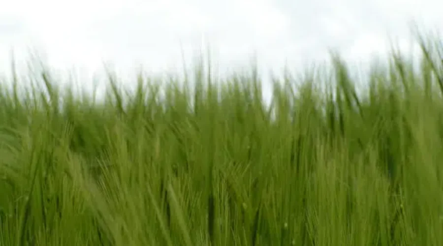 Riverview Adopts Tall Grasses Bylaw