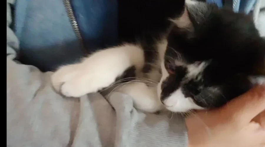 TODAYS SPCA PET OF THE DAY MEET CHEVY