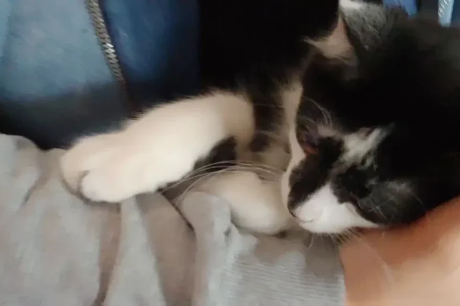 TODAYS SPCA PET OF THE DAY MEET CHEVY