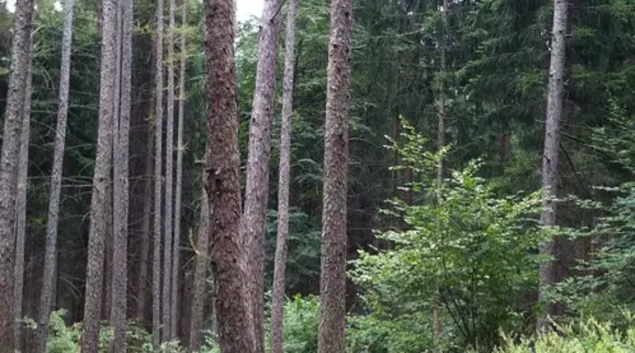 U deM Forestry Programs Gets Financial Boost