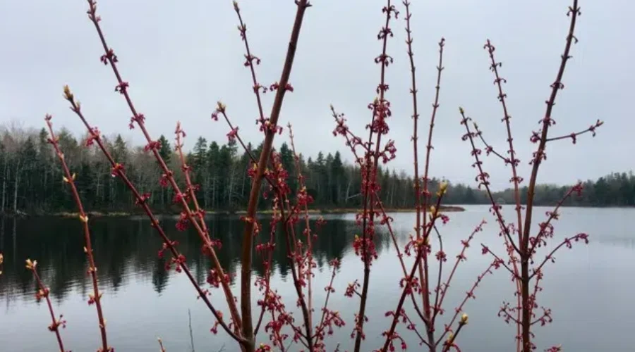 Irishtown Park Turns 25