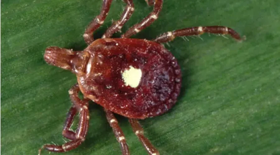 Ticks Being Mapped and Identified In NB
