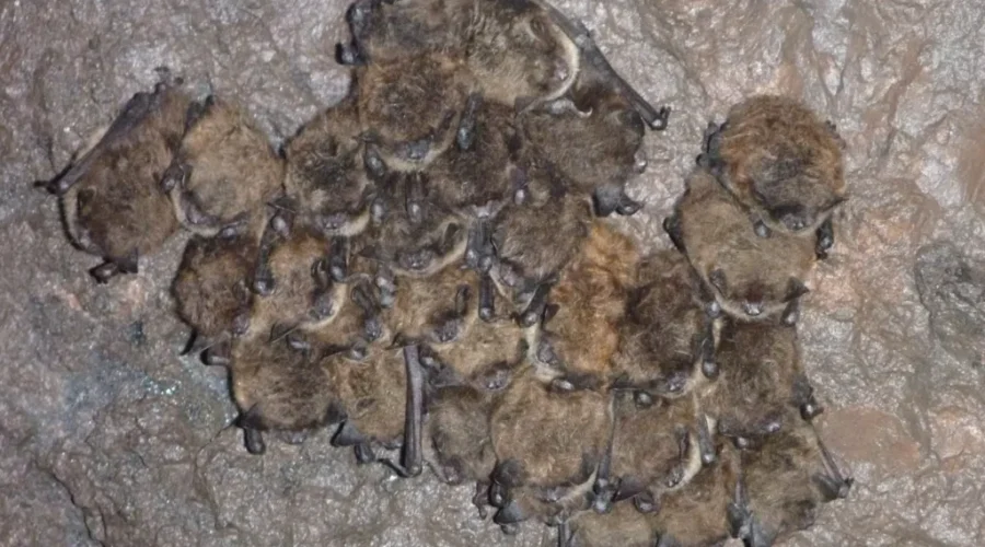 Wanted: Bats Located In Your Home For A Big Study