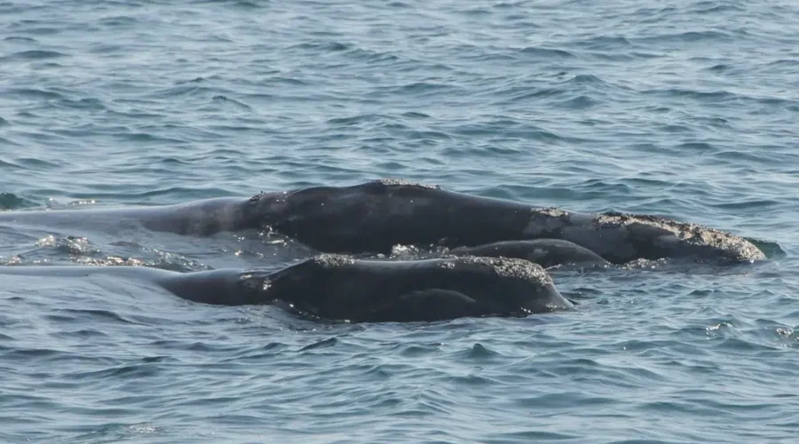 DFO Says Difficult To Predict Where Right Whales Will Go In The Gulf