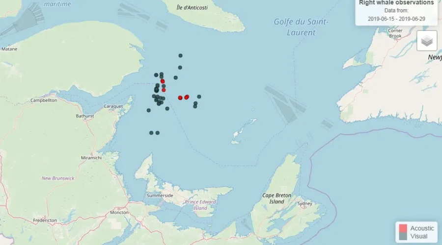 Right Whale May Have Been Struck By Vessel