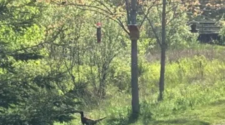 Gen saw a cool bird on her bike ride yesterday