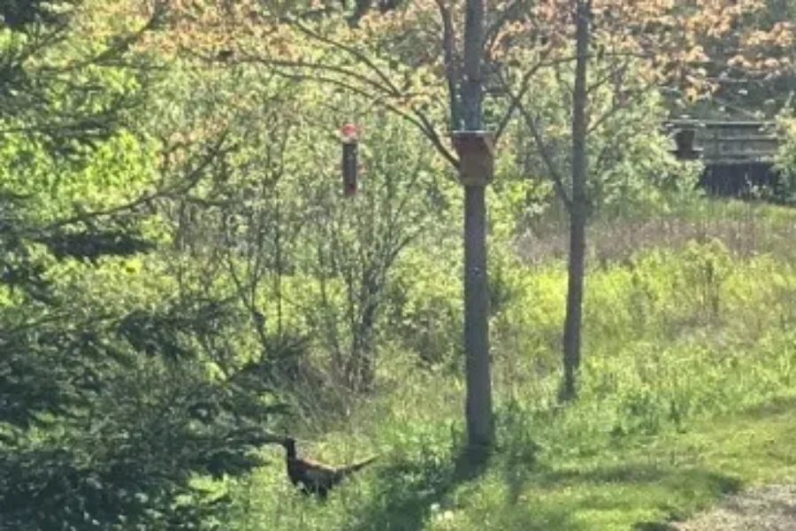 Gen saw a cool bird on her bike ride yesterday