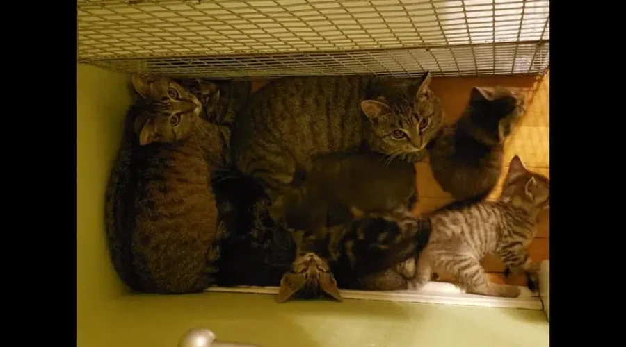 Feline Virus Hits Local Cat Rescue Group