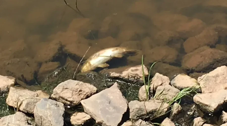UPDATE: Department Of Environment Investigating Dead Fish Found In Jones Lake