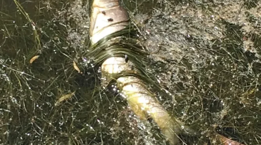 Jones Lake Closed To Recreational Activities After Dead Fish Found