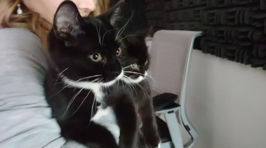 Meet Joey this weeks global pet food pet of the week