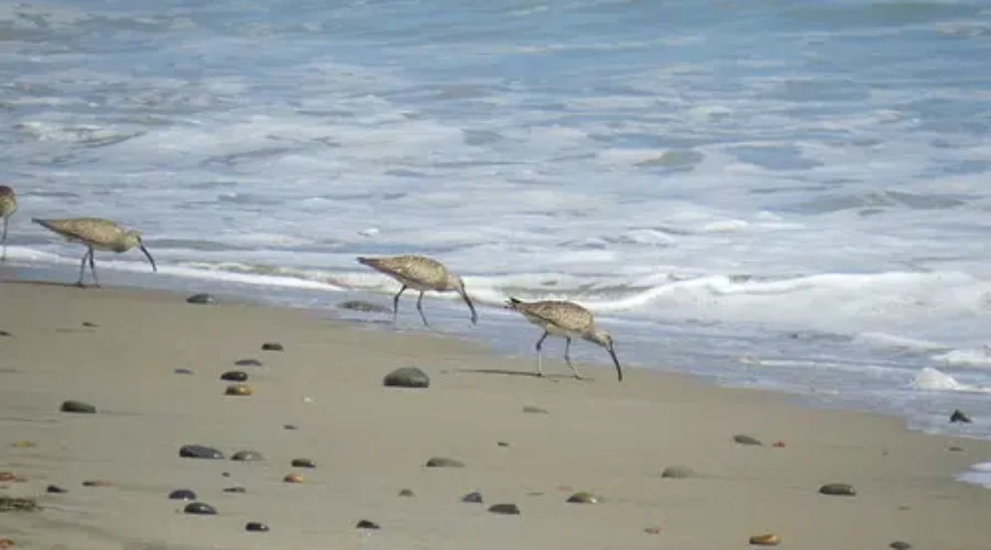Clean-up At Johnson’s Mills Before Sandpipers Arrive