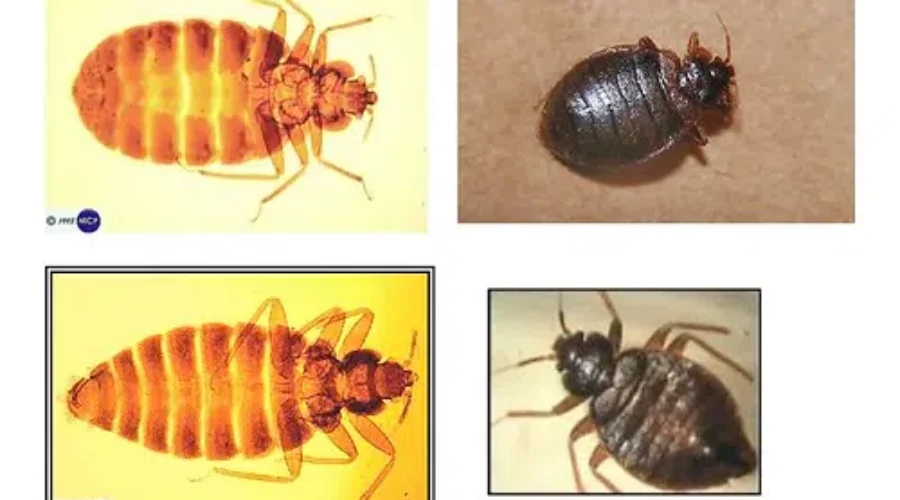 Don’t Let Bedbugs Ruin Your Vacation