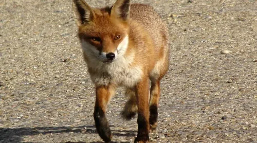 Learning More About Rabies Prevention