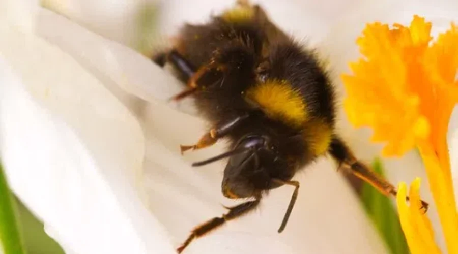 More Work Needed To Address Shrinking Bee Populations