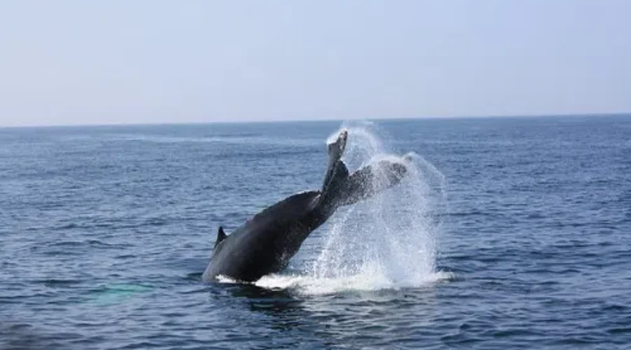 Fourth North Atlantic Right Whale Necropsy