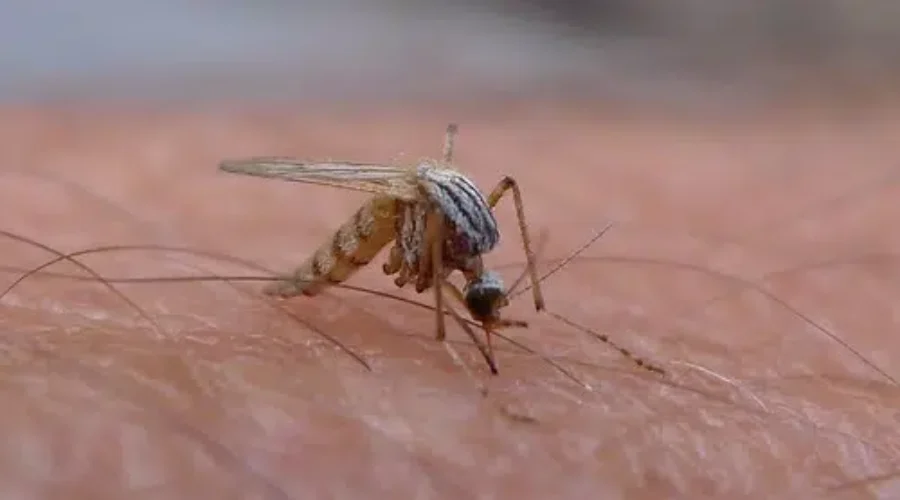 More Rain, More Mosquitos…