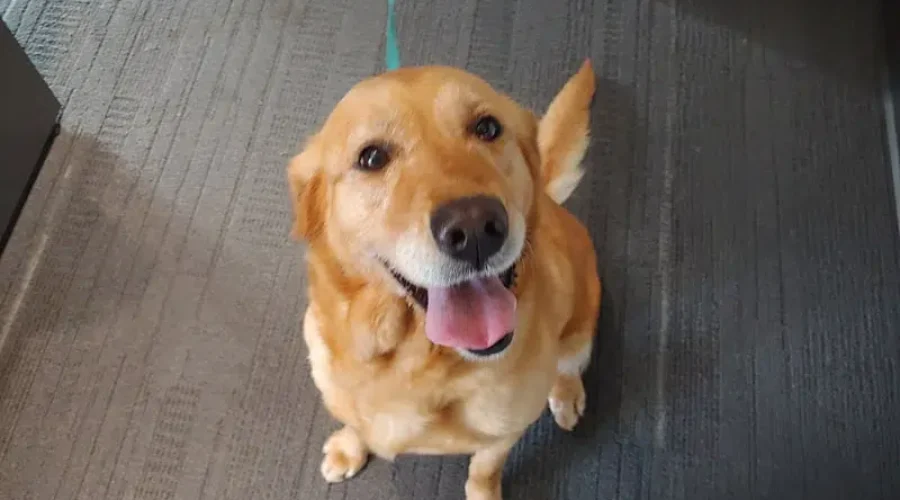 Meet 6 year old brandy