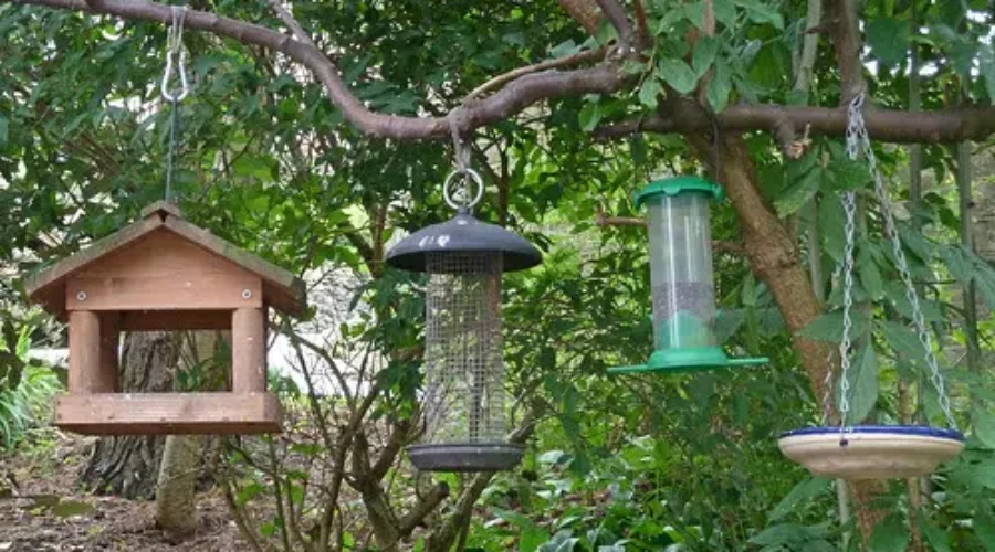 Deadly Songbird Parasite Doesn’t Affect Humans