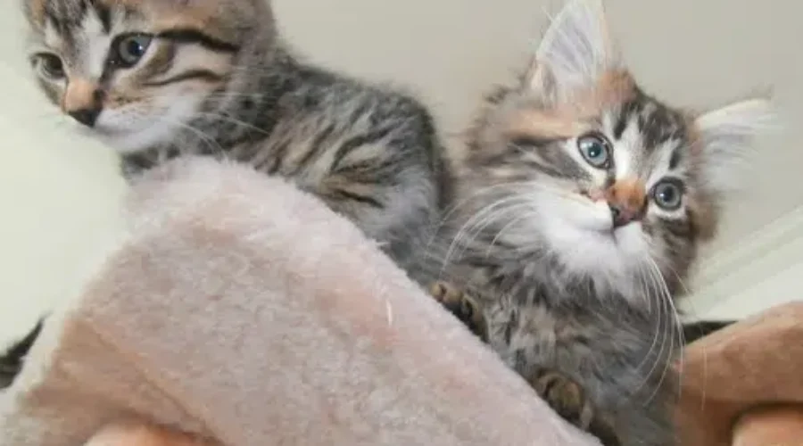 Surge In Kittens Leaves Greater Moncton SPCA In Need Of Supplies