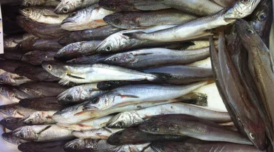 Canada Joins Agreement To Eliminate Illegal Fishing