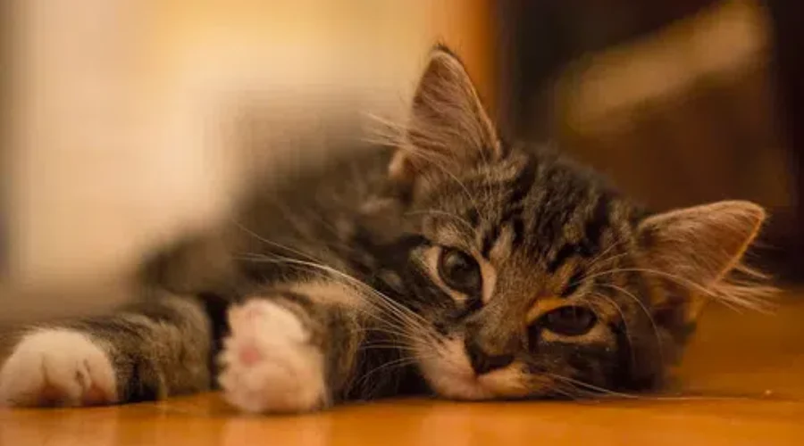 It’s Kitten Season At The Greater Moncton SPCA