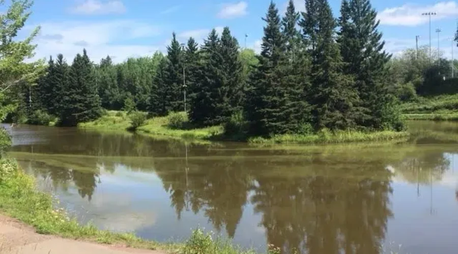 Blue-Green Algae Confirmed As Dog’s Cause Of Death