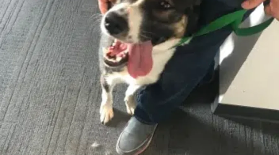 SPCA PET OF THE DAY CHEVY