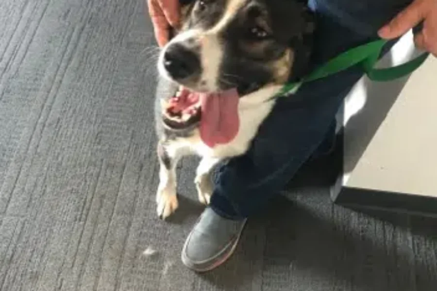 SPCA PET OF THE DAY CHEVY