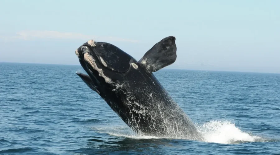 Sampling Of Dead Right Whale Done To Determine Cause Of Death
