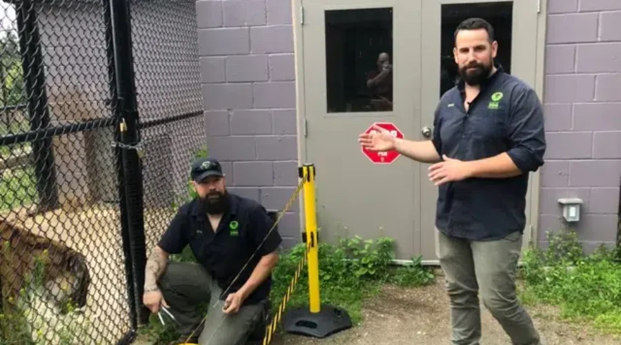 Up Close and Personal With Amur Tigers At The Zoo